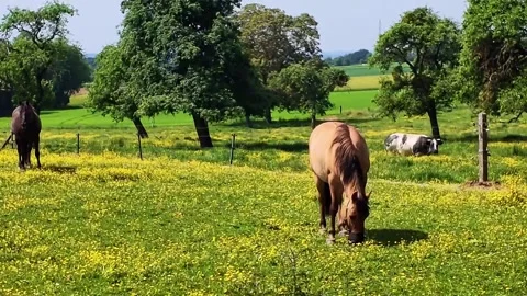 The horse walks in the clearing and eats green young grass. 스톡 동영상 335784397