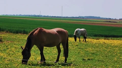 The horse walks in the clearing and eats green young grass. 스톡 동영상 335784406