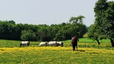 The horse walks in the clearing and eats green young grass. Stock Footage 335998953