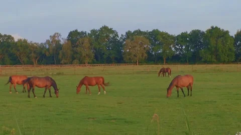 The horse walks in the clearing and eats green young grass. Stock Footage 336447946