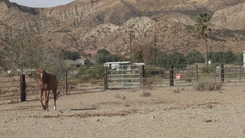 Horse walks to feed bin Stock Footage