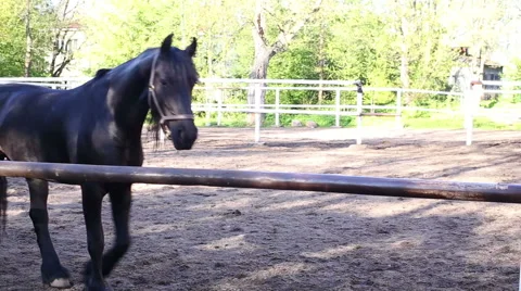 A Horse Walks In The Paddock Stock Footage 58254755