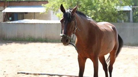 The horse walks in the paddock Stock Footage 60604293