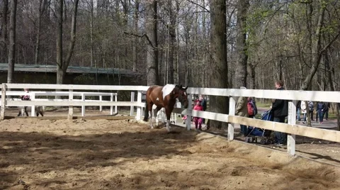 A horse walks in the paddock Stock Footage 67946261