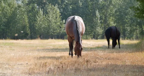 A horse walks toward the camera with bugs flying around in slow-motion Video stock 138727611