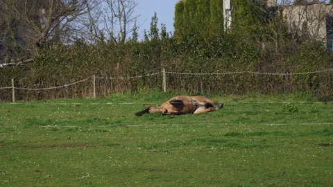 Horse wallowing 動画素材 150280863