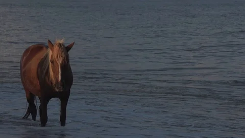 Horse in the water Stock Footage 93593525