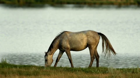 A Horse by the water Stock Footage 253579242