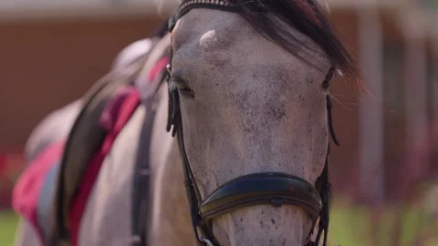 Horse wearing bridle held by handler with rope Stock-Footage 342664716