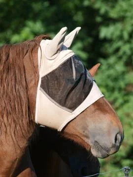 Horse Wearing Fly Mask Stock Photos