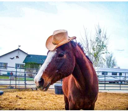Horse wearing hat Stock Photos