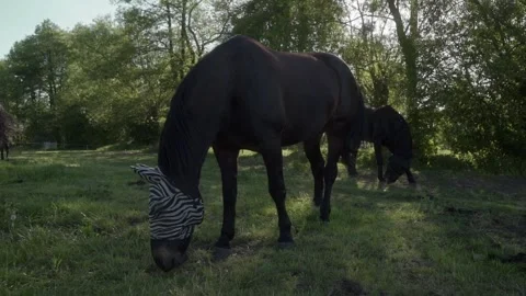 A horse wearing a zebra-patterned fly mask grazes in a sunlit pasture. Stock Footage 278546713