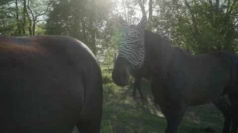 A horse wearing a zebra-patterned fly mask stands in a sunlit, wooded area. Stock Footage 278546770