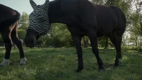 A horse wearing a zebra-patterned fly mask stands in a sunlit, wooded area. Stock Footage 278546823