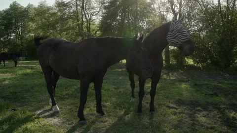 A horse wearing a zebra-patterned fly mask stands in a sunlit, wooded area. Stock Footage 278546851