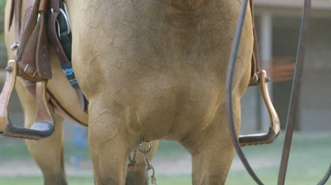 Horse with Western Saddle Stock Footage 59893836