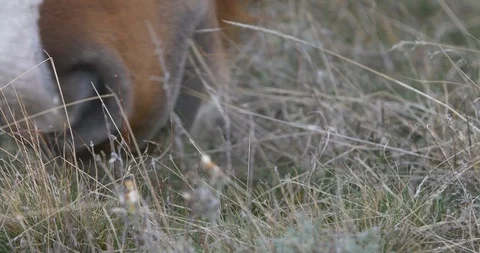 A horse with a white spot on the face eats grass Stock Footage 104923589