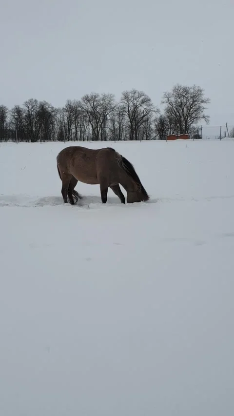 Horse in winter field. Stock Footage 329227660