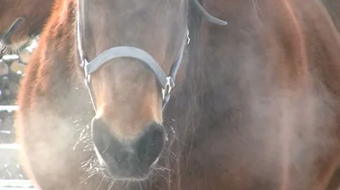 Horse in Winter Video stock 7901660
