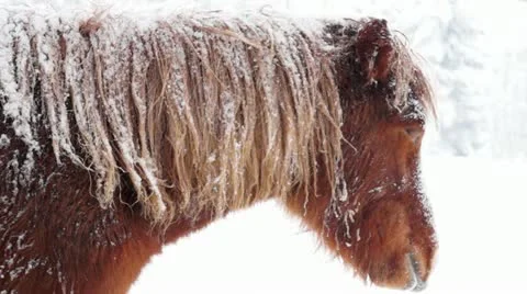Horse in winter Stock Footage 20535564