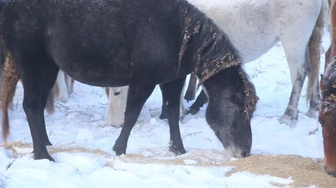 Horse winter Stock Footage 60942478