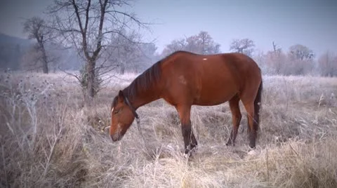 Horse in winter forest Video stock 8975198