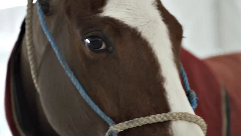 Horse in winter looking into camera in stables 스톡 동영상 102068092