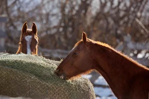Horse in Winter Stock Photos