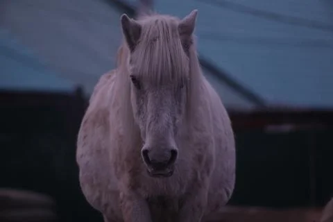 Horse in winter Stock Photos