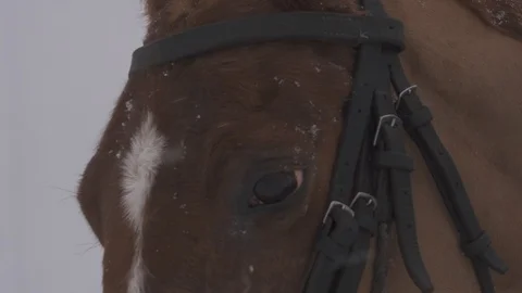 Horse in winter walking and blinking in slow motion in the snow 스톡 동영상 102068396