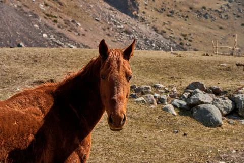 A horse without a team is walking in a meadow at the foot of the snow-capped  Stock Photos