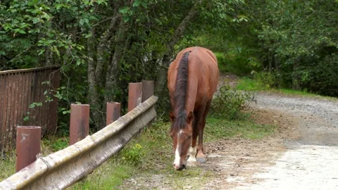 Horse in the woods Stock Footage 165246099