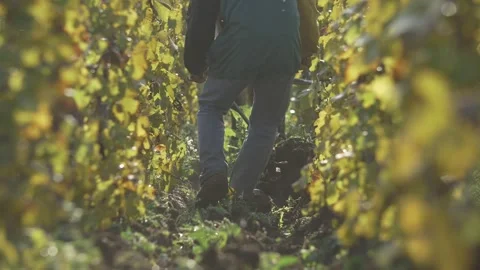 Horse working in vineyard Video stock 303137170