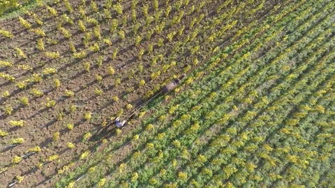Horse working in vineyard Video stock 303137237