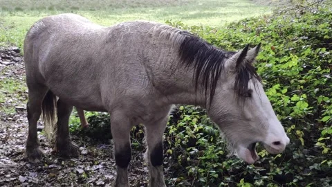 Horse Yawning 스톡 동영상 142931771
