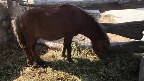 Horse in zoo Stock Footage 80090457