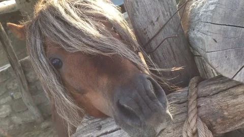 Horse in zoo Stock Footage 80090469