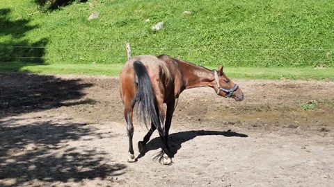 Horse zoom Stock Footage 247450626