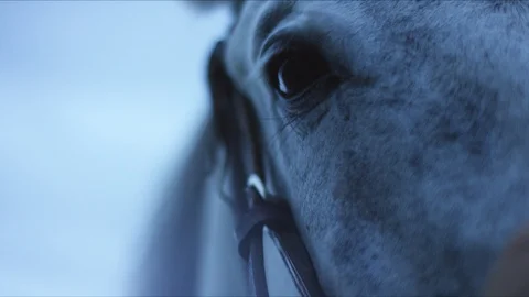 Horse1 Stock Footage 119758631