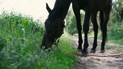 Horse1 Stock Footage 196225318