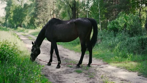 Horse1 Stock Footage 196225351