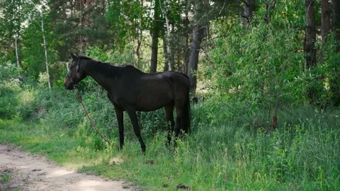 Horse1 Stock Footage 196225403