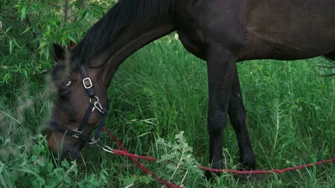 Horse1 Stock Footage 196225427