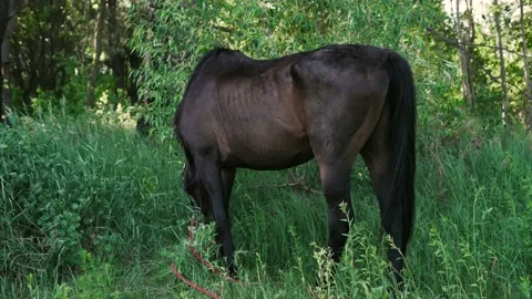 Horse1 Stock Footage 196225446