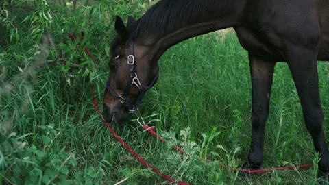 Horse1 Stock Footage 196225483