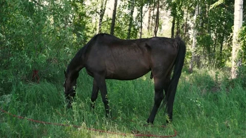 Horse1 Stock Footage 196225484