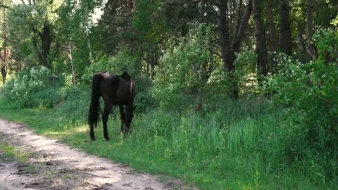 Horse1 Stock Footage 196225489