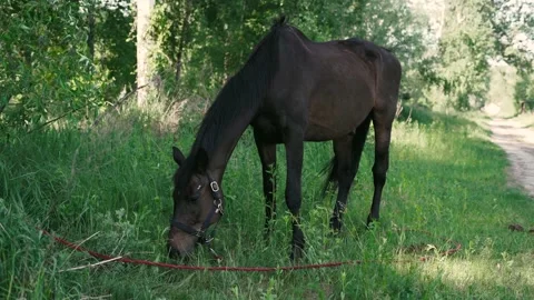Horse1 Stock Footage 196225490