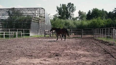 Horse1 Stock Footage 196225515