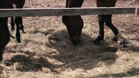 Horse1 Stock Footage 196225517